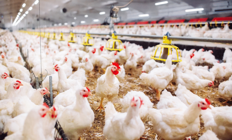 وزارة «الزراعة» تؤكد سلامة جميع دواجن المزارع المرخصة وتواصل حملات التفتيش المكثفة