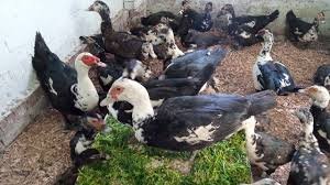 أسعار البط في الأسواق