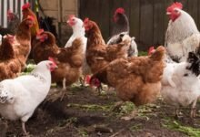 أسعار الدواجن والطيور تشهد انخفاضاً ملحوظاً في الأسواق المصرية اليوم الإثنين