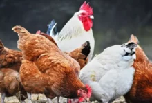 أسعار الفراخ اليوم الأربعاء 14 يناير 2026.. تراجع كبير بالمزارع والأسواق