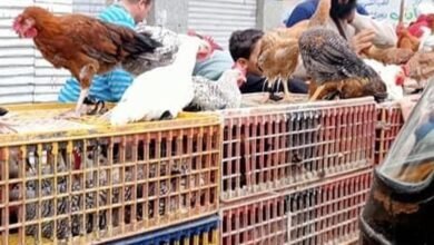 أسعار الفراخ والبط البلدى في الأسواق المصرية اليوم الأربعاء 7 يناير 2026