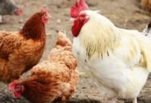 بورصة الدواجن الرئيسية تسجل أسعار الفراخ البيضاء والساسو اليوم الجمعة