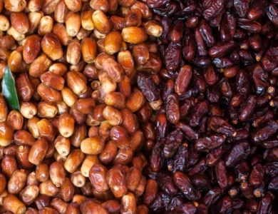 شائعات مجلس الوزراء ينفي استيراد مصر للتمور الإسرائيلية قبل رمضان 2026