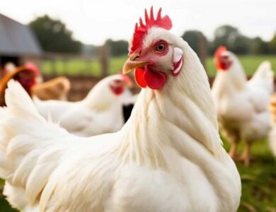 إحالة متهمين باحتكار سوق الدواجن البيضاء للمحاكمة الجنائية فورًا