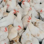 انخفاض جديد في أسعار الدواجن اليوم.. سعر كيلو الفراخ البيضاء يصل 86 جنيهاً