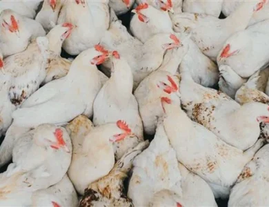 انخفاض جديد في أسعار الدواجن اليوم.. سعر كيلو الفراخ البيضاء يصل 86 جنيهاً