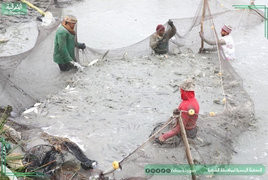 محافظ الشرقية يفتتح موسم صيد الأسماك بمزرعة العباسة ويؤكد دعم الإنتاج المحلي