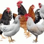 استقرار أسعار الفراخ البيضاء اليوم الاربعاء 22 ابريل 2026 في الأسواق وبورصة الدواجن المصرية