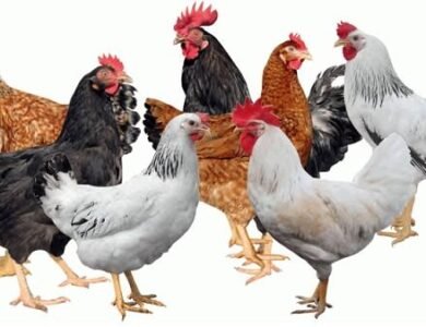 استقرار أسعار الفراخ البيضاء اليوم الاربعاء 22 ابريل 2026 في الأسواق وبورصة الدواجن المصرية