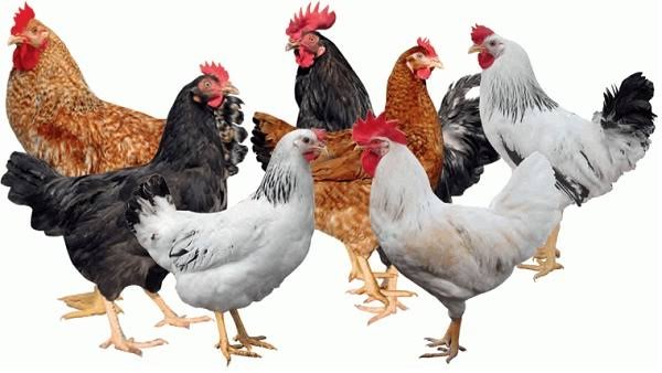 استقرار أسعار الفراخ البيضاء اليوم الاربعاء 22 ابريل 2026 في الأسواق وبورصة الدواجن المصرية