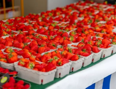 الحكومة تنفي شائعات رفض فراولة مصرية وتؤكد سلامتها وجودتها العالية