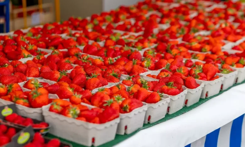 الحكومة تنفي شائعات رفض فراولة مصرية وتؤكد سلامتها وجودتها العالية