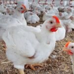 تعرف علي التحديث الجديد أسعار الفراخ في مصر تشهد تراجعًا ملحوظًا بنسبة 30% اليوم الثلاثاء 7 ابريل 