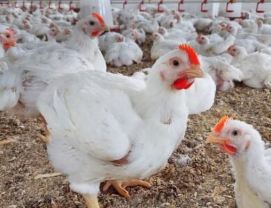 تعرف علي التحديث الجديد أسعار الفراخ في مصر تشهد تراجعًا ملحوظًا بنسبة 30% اليوم الثلاثاء 7 ابريل
