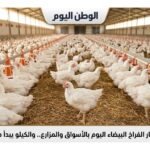 استقرار أسعار الفراخ البيضاء اليوم بالأسواق والمزارع.. والكيلو يبدأ من 71 جنيهًا