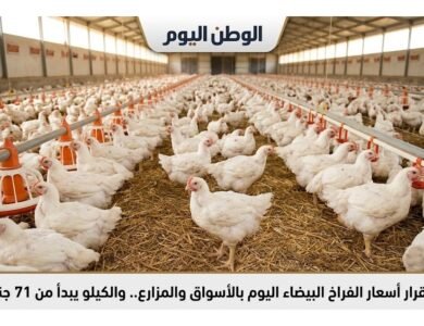 استقرار أسعار الفراخ البيضاء اليوم بالأسواق والمزارع.. والكيلو يبدأ من 71 جنيهًا