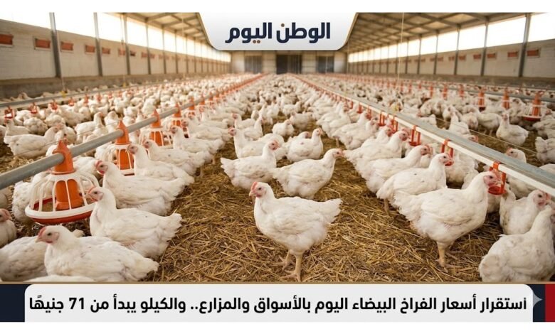 استقرار أسعار الفراخ البيضاء اليوم بالأسواق والمزارع.. والكيلو يبدأ من 71 جنيهًا