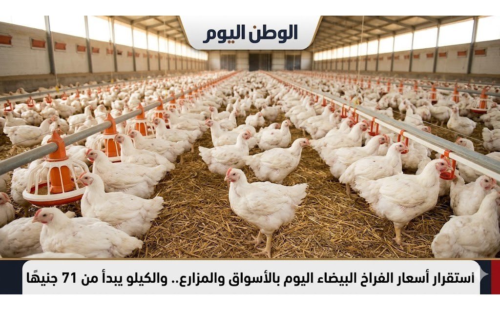 استقرار أسعار الفراخ البيضاء اليوم بالأسواق والمزارع.. والكيلو يبدأ من 71 جنيهًا