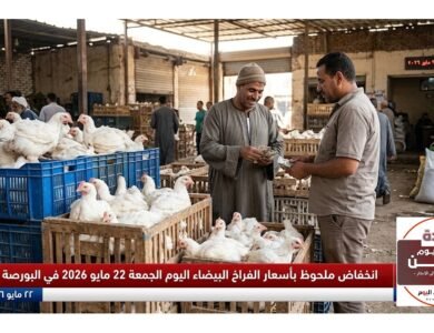 انخفاض ملحوظ بأسعار الفراخ البيضاء اليوم الجمعة 22 مايو 2026 في البورصة