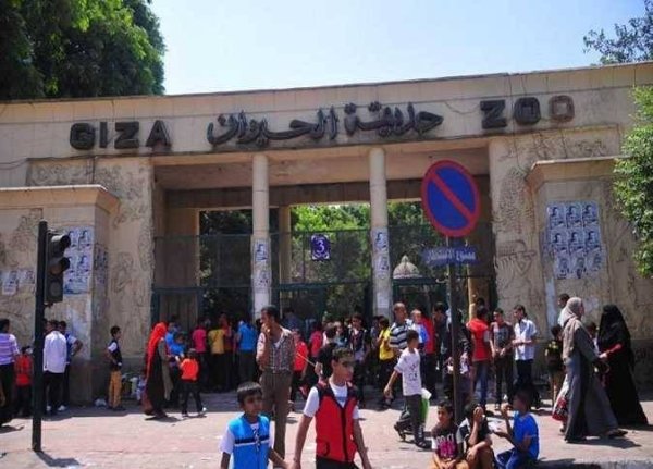 بعد تطويرها موعد افتتاح حديقة الحيوان بالجيزة 2026 وحقيقة تشغيلها في الأعياد
