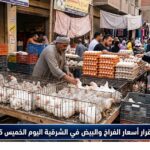 استقرار أسعار الفراخ والبيض في الشرقية اليوم الخميس 25 يونيو 2026 المحلية
