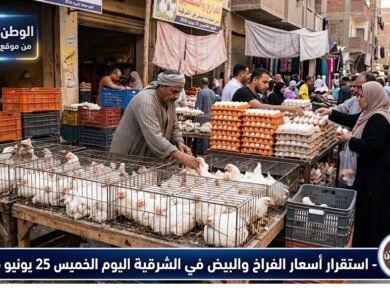 استقرار أسعار الفراخ والبيض في الشرقية اليوم الخميس 25 يونيو 2026 المحلية