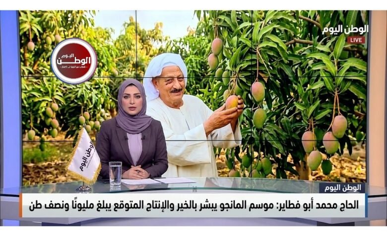 الحاج محمد أبو فطاير موسم المانجو يبشر بالخير والإنتاج المتوقع يبلغ مليونًا ونصف طن