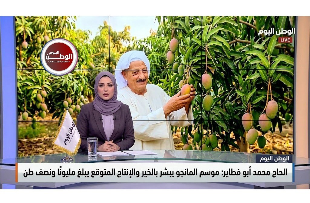 الحاج محمد أبو فطاير موسم المانجو يبشر بالخير والإنتاج المتوقع يبلغ مليونًا ونصف طن