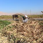 تخفيض حصص الأسمدة الشتوية يهدد زراعة القصب بالصعيد ويثير غضب المزارعين