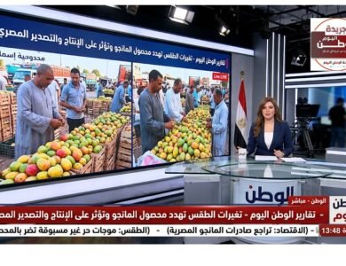تغيرات الطقس تهدد محصول المانجو وتؤثر على الإنتاج والتصدير المصري