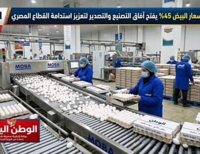انخفاض أسعار البيض 45% يفتح آفاق التصنيع والتصدير لتعزيز استدامة القطاع المصري