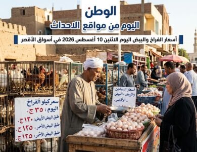 أسعار الفراخ والبيض اليوم الاثنين 10 أغسطس 2026 في أسواق الأقصر