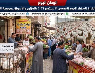 أسعار الفراخ البيضاء اليوم الخميس 3 سبتمبر 2026 بالمزارع والأسواق وبورصة الدواجن