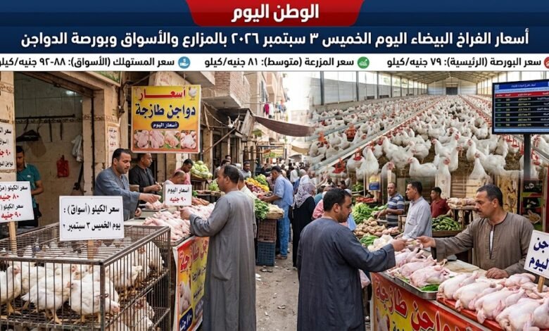 أسعار الفراخ البيضاء اليوم الخميس 3 سبتمبر 2026 بالمزارع والأسواق وبورصة الدواجن